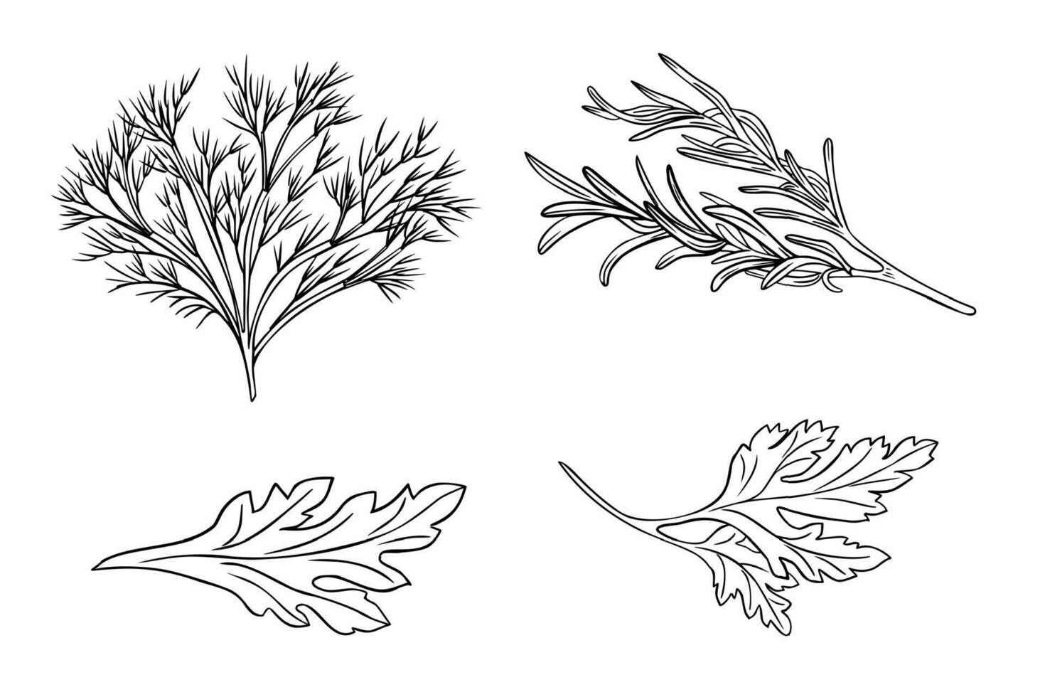 Fresh herbs various black white illustration. Parsley, rosemary, fennel, dill monochrome simple drawing. Culinary herbs in line art painted contour for menu, label. Greenery sketch. vector