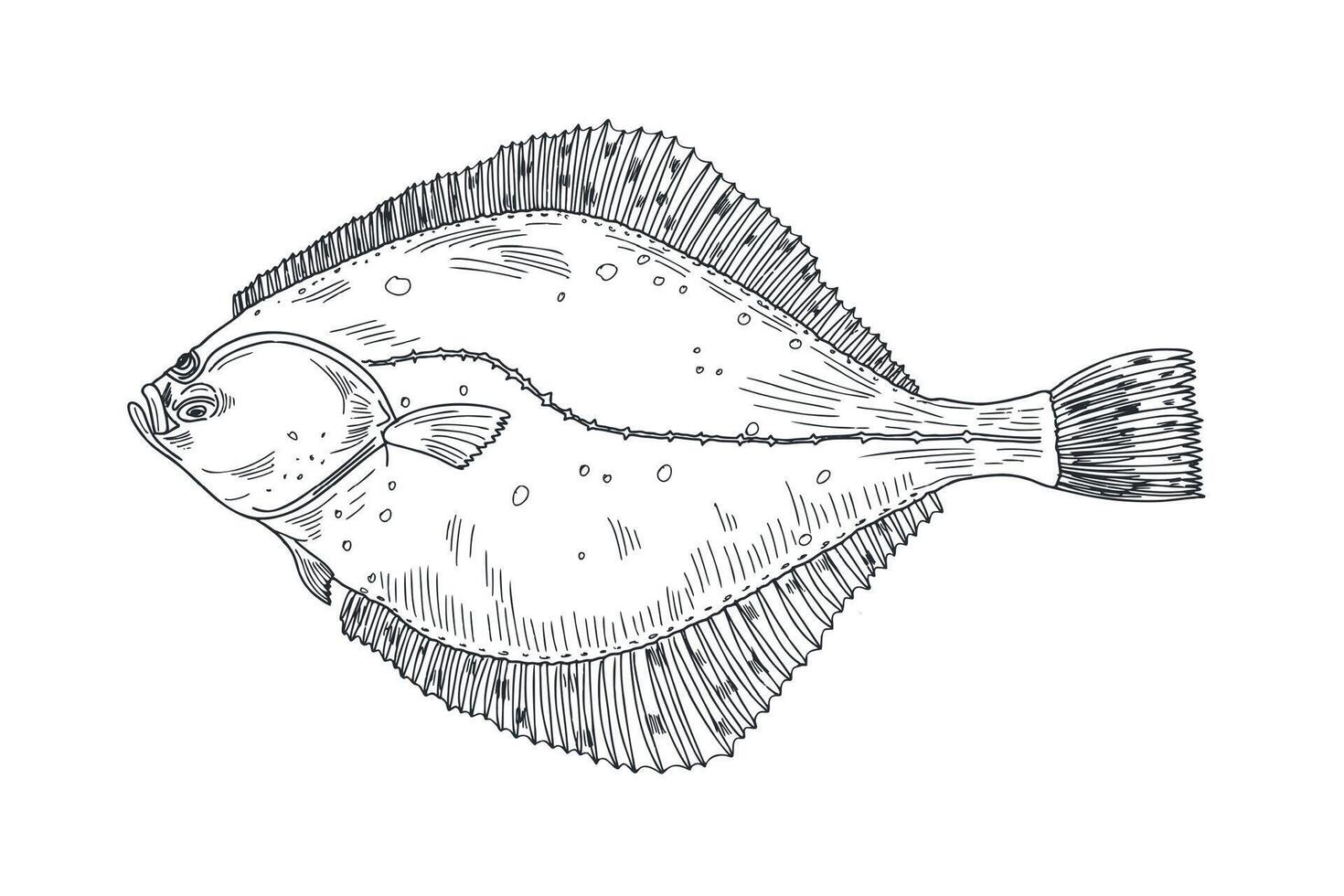 Flounder fish black white illustration. Flatfish, Halibut engraving sketch hand drawn. Turbot sea fish painted ink etch art. Brill fish monochrome drawing. Element for label, sign board. vector