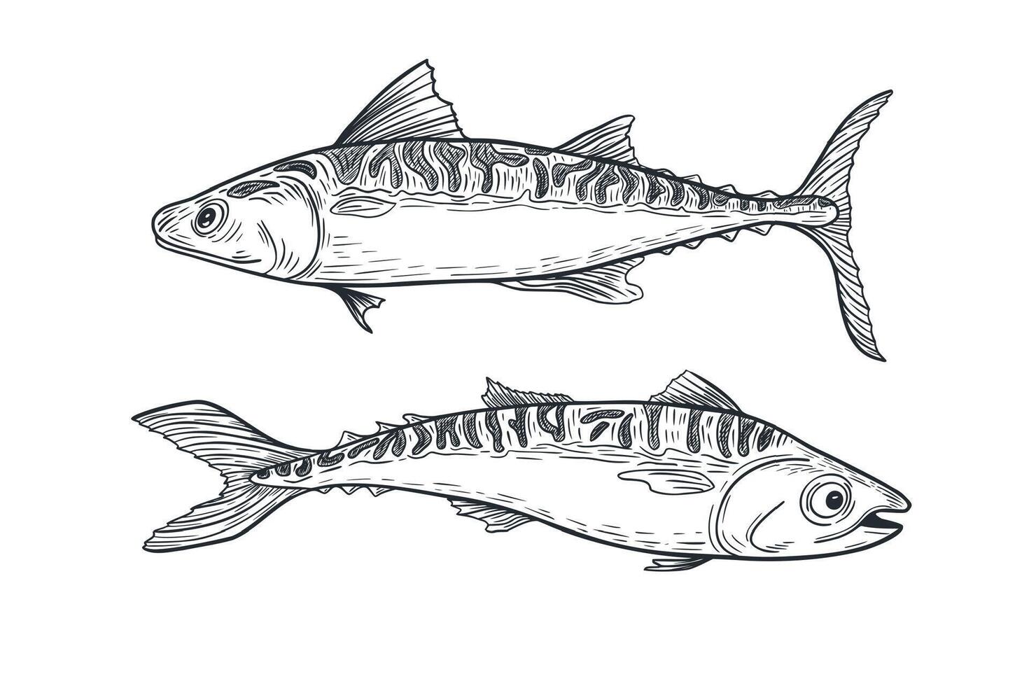 Mackerel black white illustration. Bluefish monochrome sketch hand drawn. King sea fish painted ink engraving. Bonito tuna graphic drawing. Design element for package, label, sign board. vector