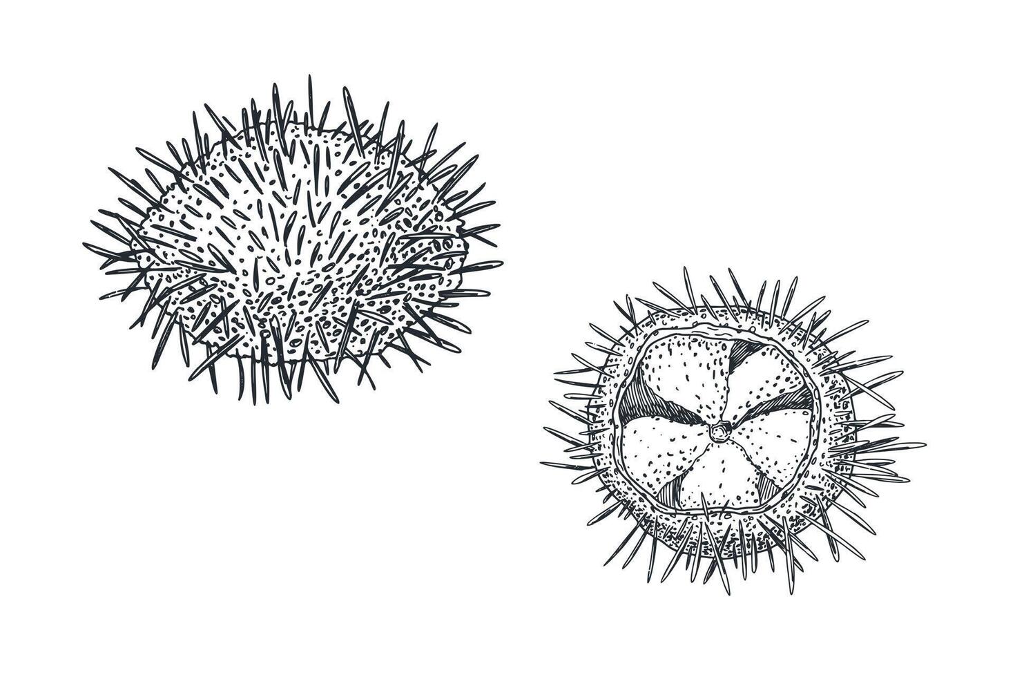 Sea urchin black white illustration. Uni seafood engraving sketch hand drawn. Edible sea urchin painted ink etch art. Spiny sea urchin monochrome drawing. Element for label, sign board. vector