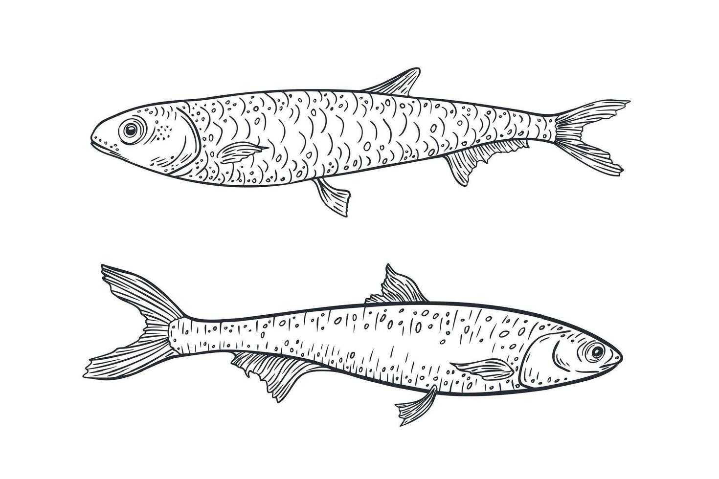 Anchovies black white illustration isolated. Sea fish contour monochrome drawing. Fish engraving line art. Sardines etch hand drawn for logos, packaging, and marine designs. vector