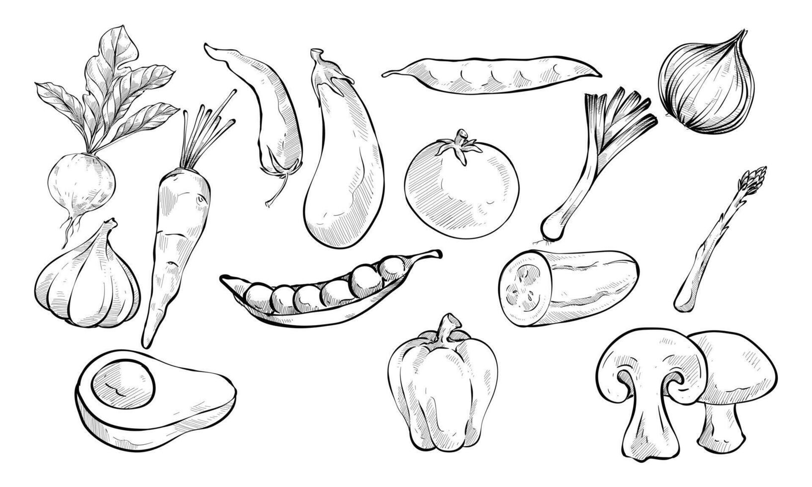 fresh healty vegetables handdrawn collection vector