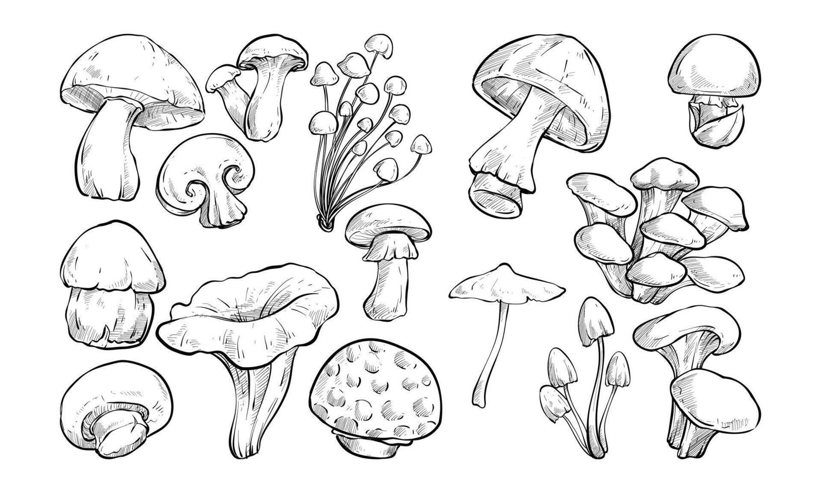 healty mushroom handdrawn collection vector