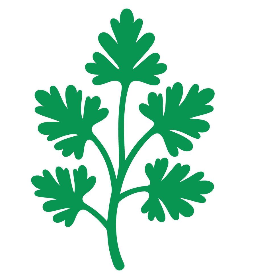 Cilantro sprig culinary herb in vibrant green illustration vector
