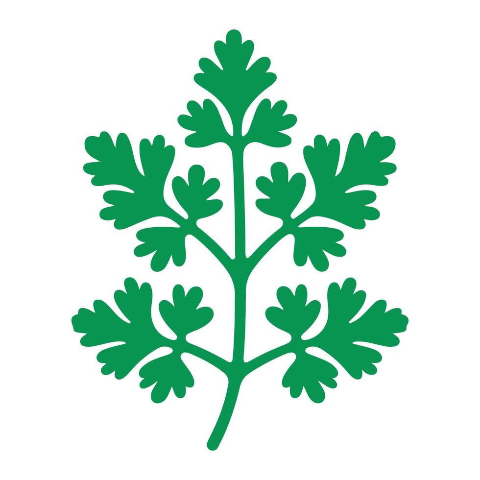 Fresh green cilantro leaves herb for cooking design vector