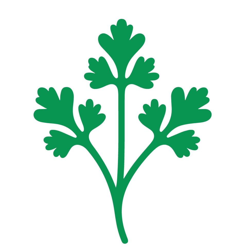 Crisp Cilantro Fresh Herb Illustration Green Parsley Design vector