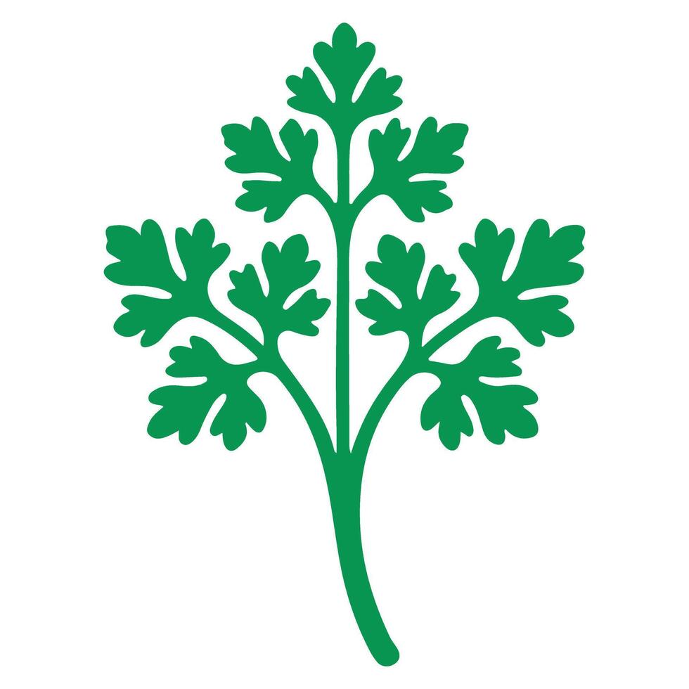 Minimalist Cilantro Fresh Green Herb Parsley Leaf Illustration vector