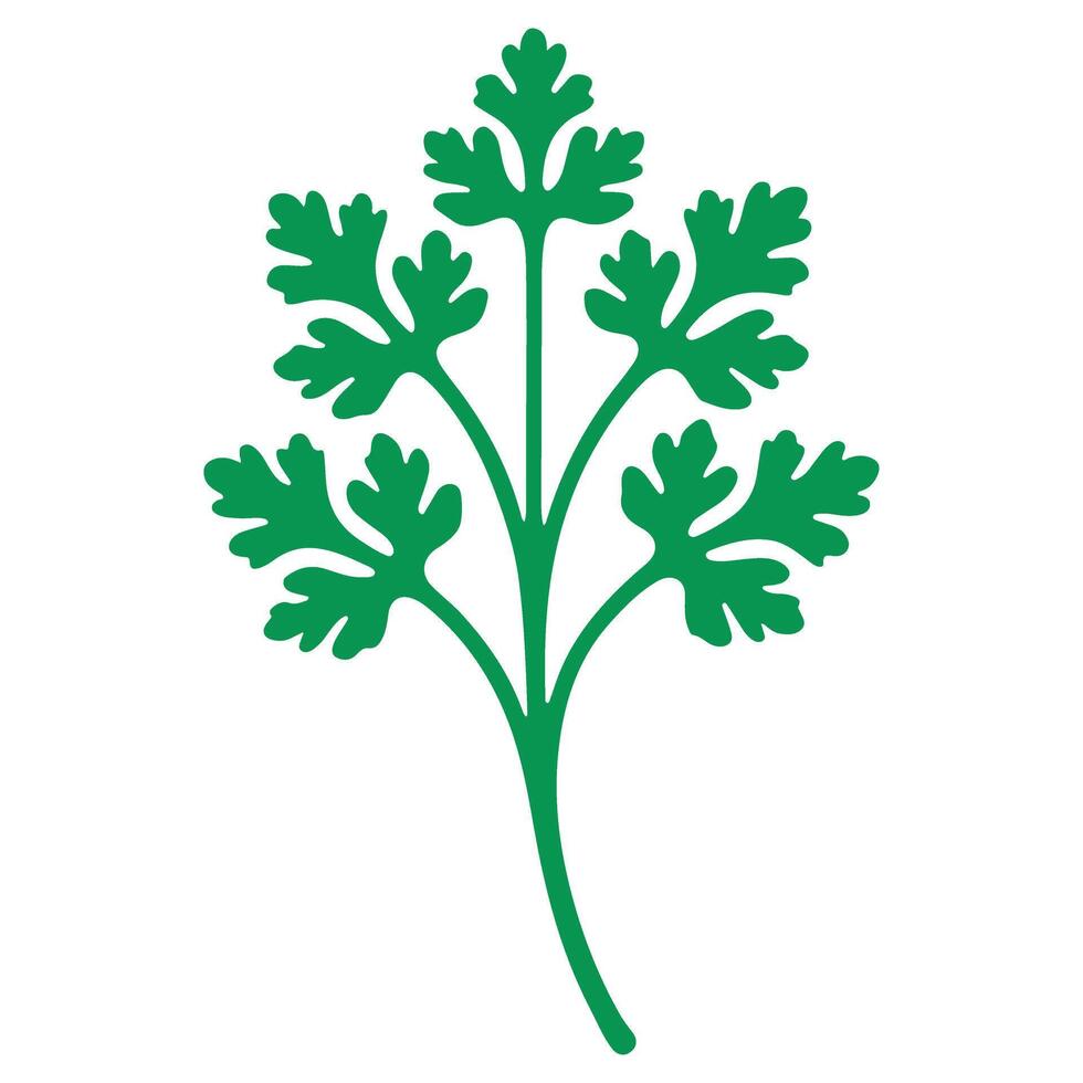 Vibrant Cilantro Herb Fresh Parsley Green Leaf Illustration vector