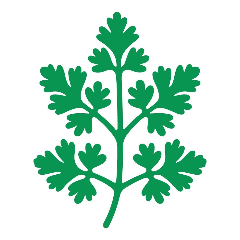 Detailed Cilantro Herb Green Parsley Leaf Design Illustration vector
