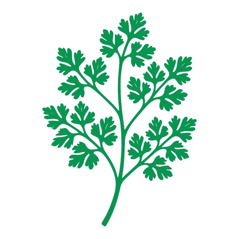 Detailed Cilantro Herb Illustration Fresh Green Leafy Design vector