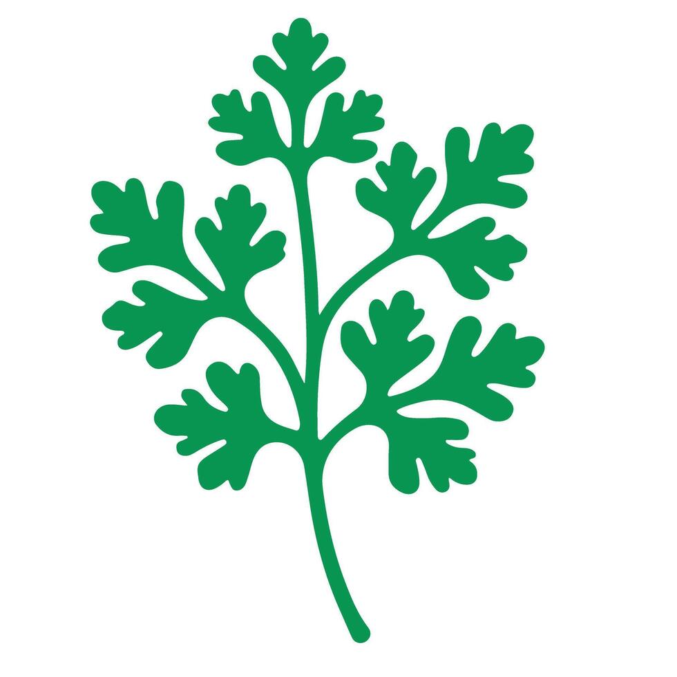 Fresh Cilantro Green Herb Illustration Parsley Cooking Ingredient vector