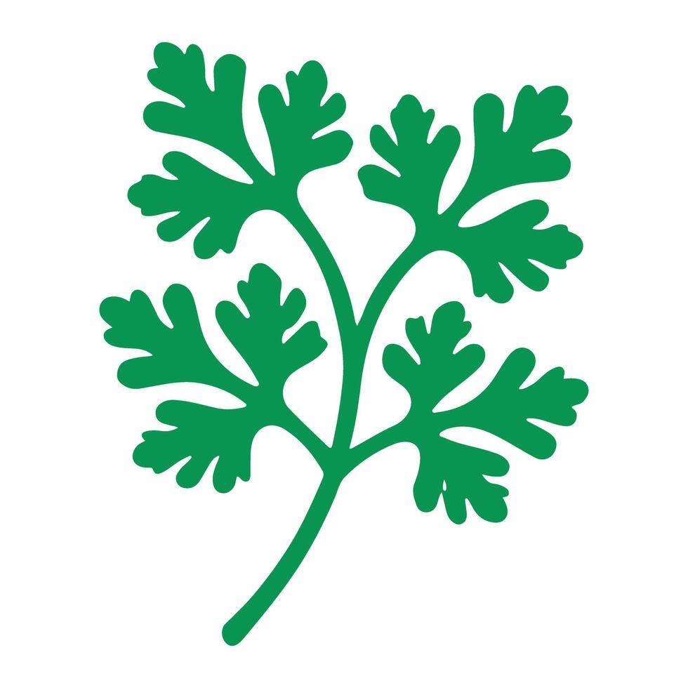 Fresh Cilantro Herb Illustration Green Parsley Leaf Design vector