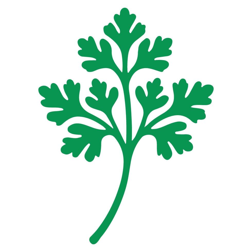 Simple Cilantro Herb Illustration Fresh Parsley Leaf Culinary vector