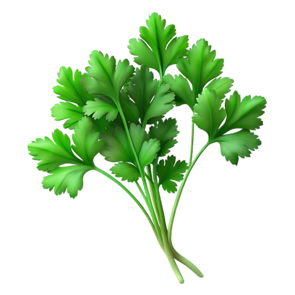 Fresh Cilantro Culinary Herb Guide png