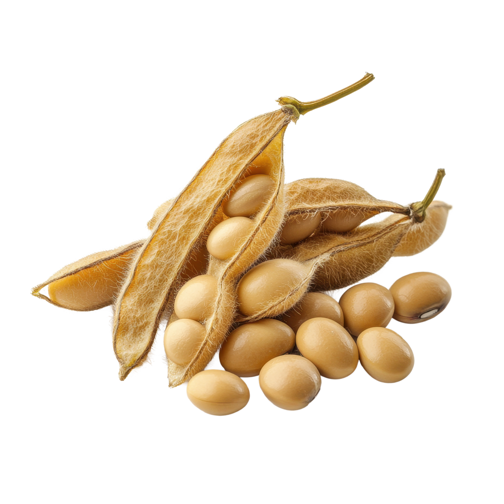 Soybean seeds and pods displayed on a Transparent background showcasing their natural form and structure, Soy beans seeds isolated on background png