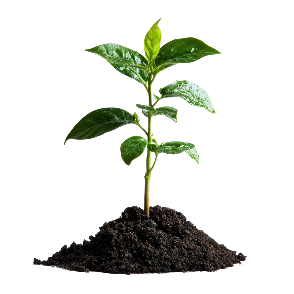 Small green plant emerging from a mound of rich black soil under bright lighting, small plant with green leaves growing out a pile dirt, Transparent background png