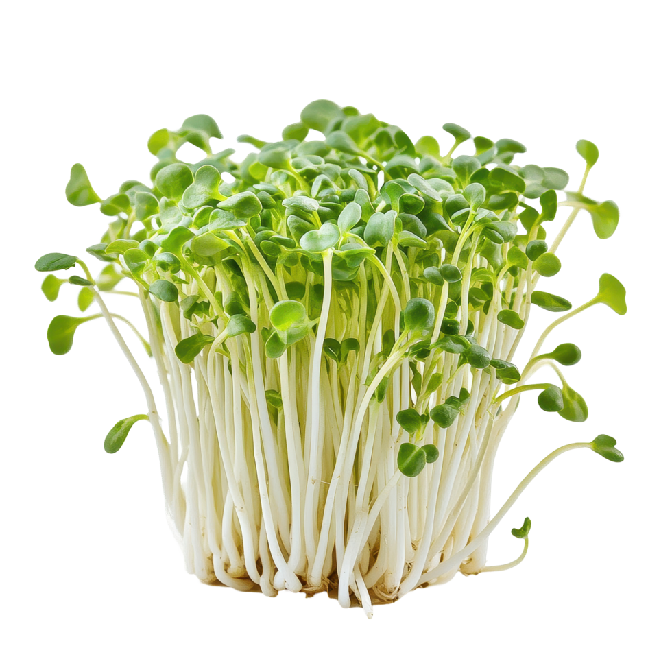 Sprouts showcasing vibrant green foliage isolated against a clean Transparent background, sproutisolated on background png