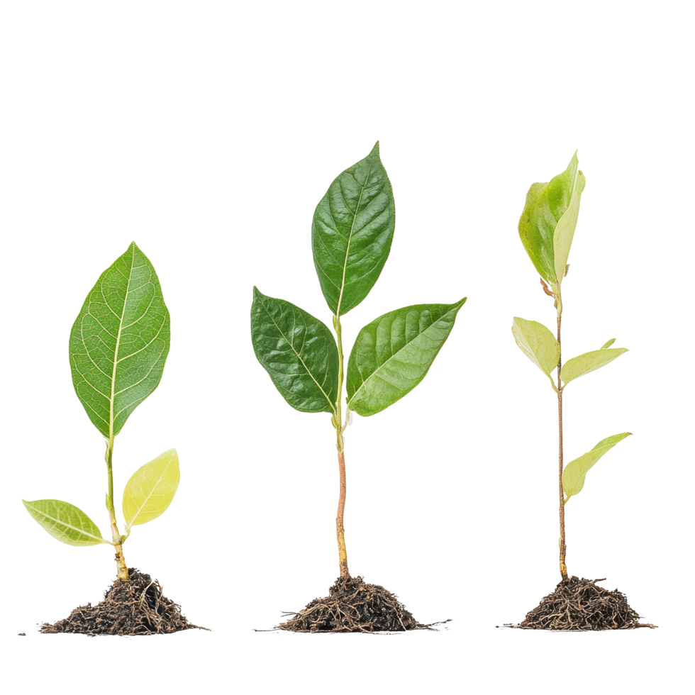 Sapling growth journey highlighting seed development and root establishment in a Transparent background setting, Sapling Growth The Journey from Seed to Roots, background png