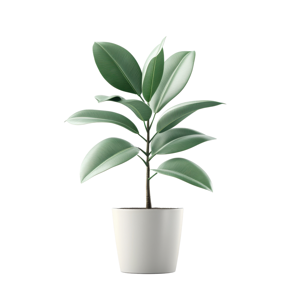Rubber plant in a white pot against a bright Transparent background enhancing its lush green foliage, Rubber Plant in pot, , isolated on png