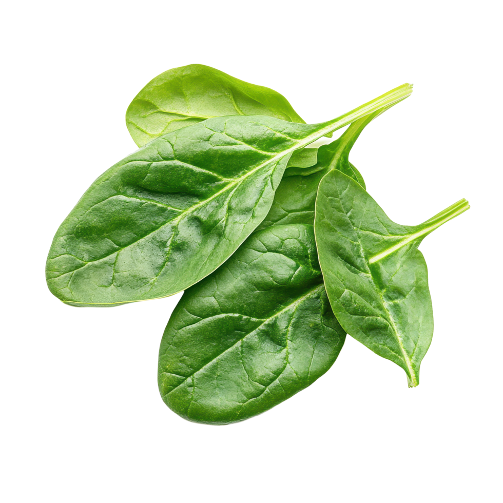 Fresh spinach leaves isolated on a Transparent background highlighting their vibrant color and texture, spinachisolated on background png