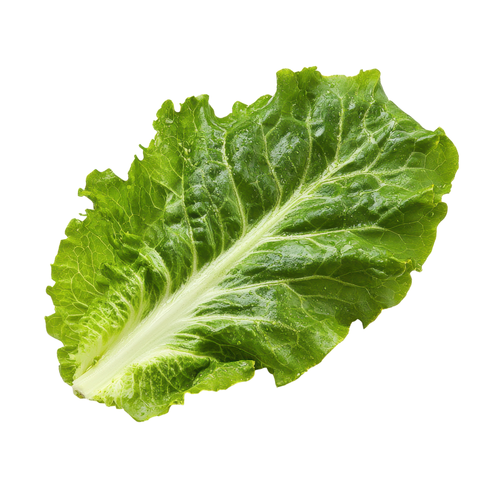 Fresh green lettuce leaf isolated on Transparent background for culinary use and healthy eating, Salad leaf Lettuceisolated on background png