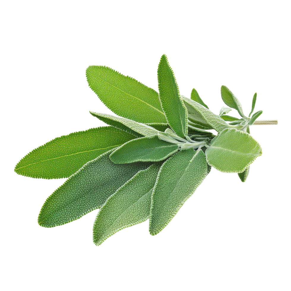 Fresh sage leaves displayed against a plain Transparent background to emphasize their vibrant green color and texture, Sage leavesisolated on background png