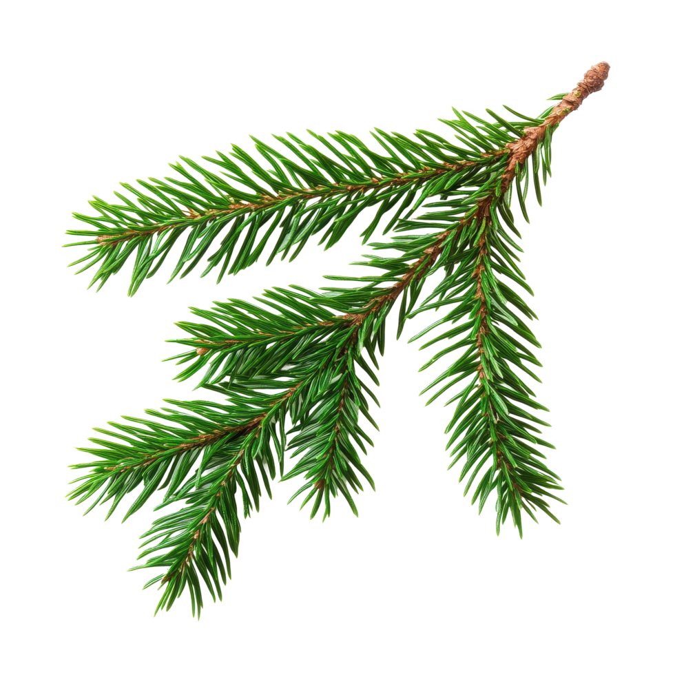 Spruce branch of green fir isolated on Transparent background for nature and decoration use, Spruce branch green fir isolated, background png