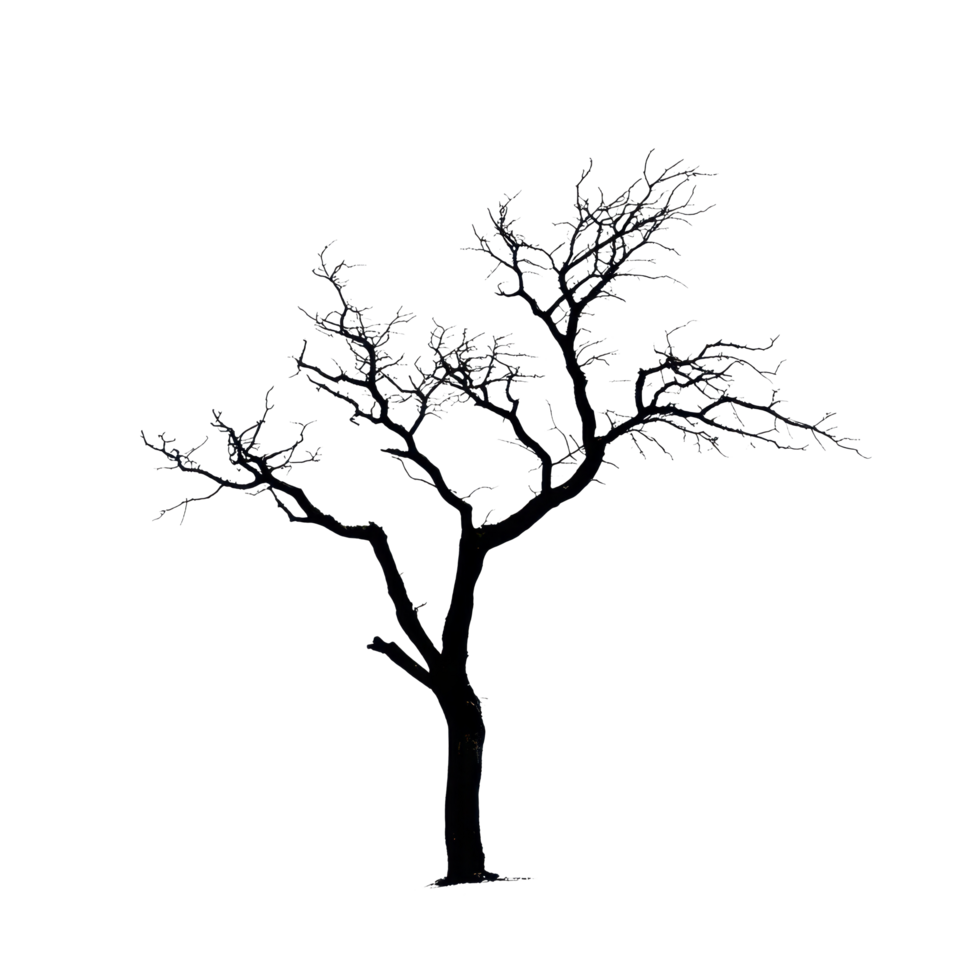 Silhouette of a dry tree against a bright Transparent background during winter season, silhouette dry tree on png