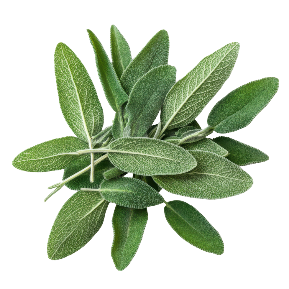 Fresh sage herb leaves isolated on Transparent background ready for culinary use and herbal remedies, Sage herb leaves isolated on background png