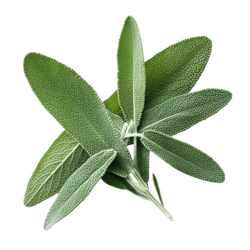 Sage herb leaves collection isolated on a clean Transparent background for culinary and medicinal uses, Sage herb leaves isolated on background png