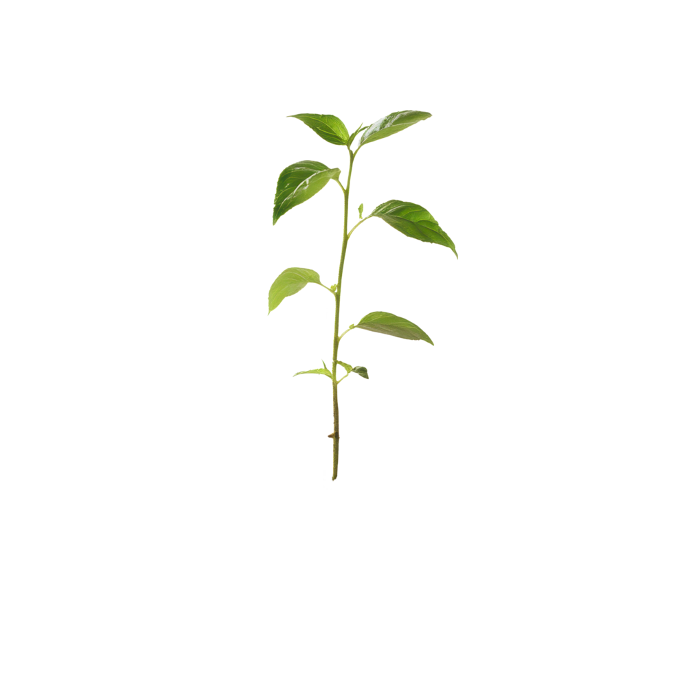 Small green plant emerging from dark soil against a Transparent background in a bright setting, small plant growing out a pile dirt, background png