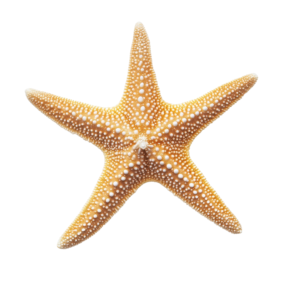 Bright orange starfish resting on a Transparent background showcasing its unique texture and shape, Starfish isolated on png