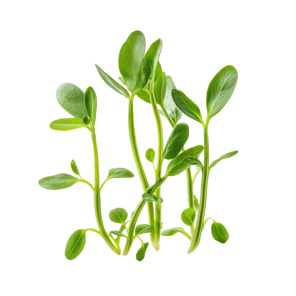 Fresh snow pea sprouts on Transparent background showcasing their vibrant green color and delicate structure, Snow pea sprouts isolated on background png