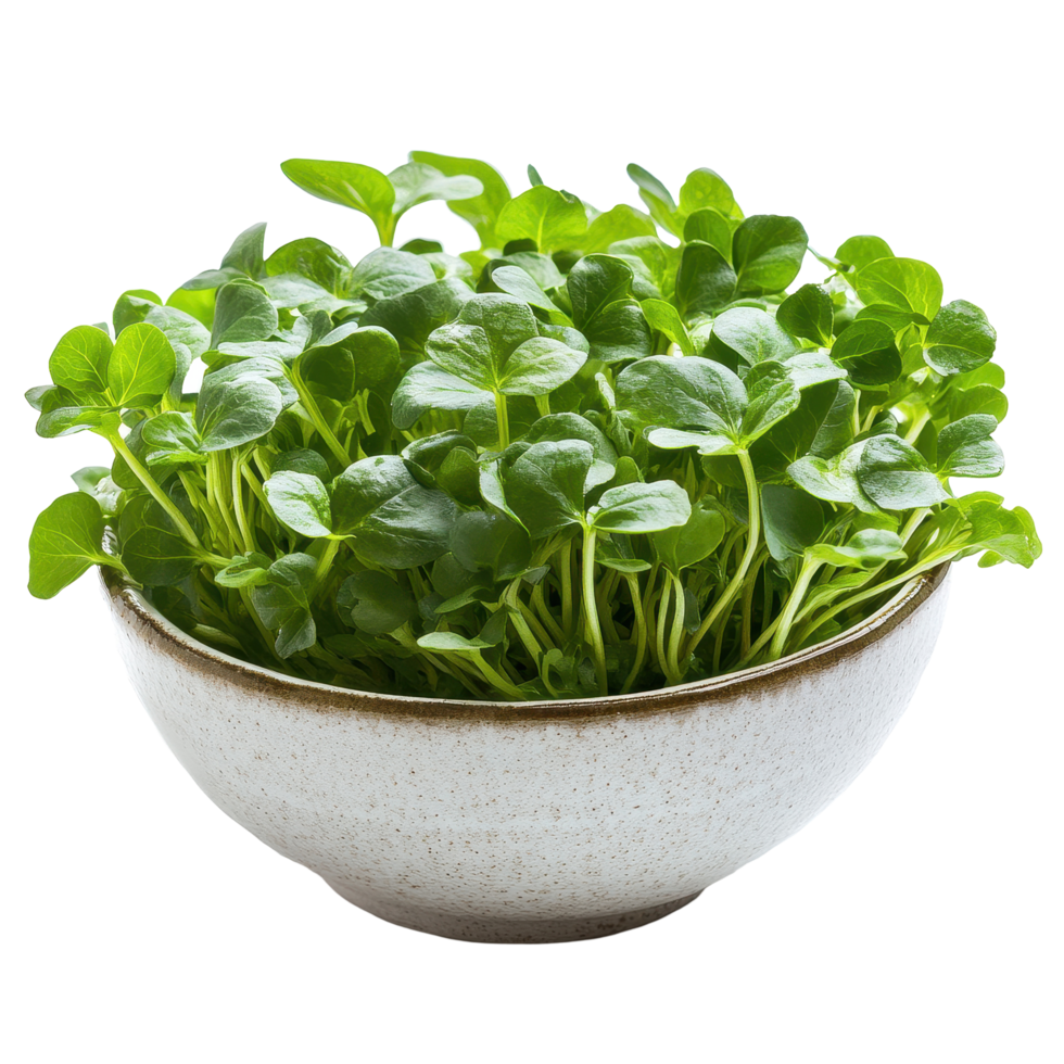 Fresh watercress in a simple bowl isolated against a Transparent background for culinary and health use, Watercress in bowl isolated on background png