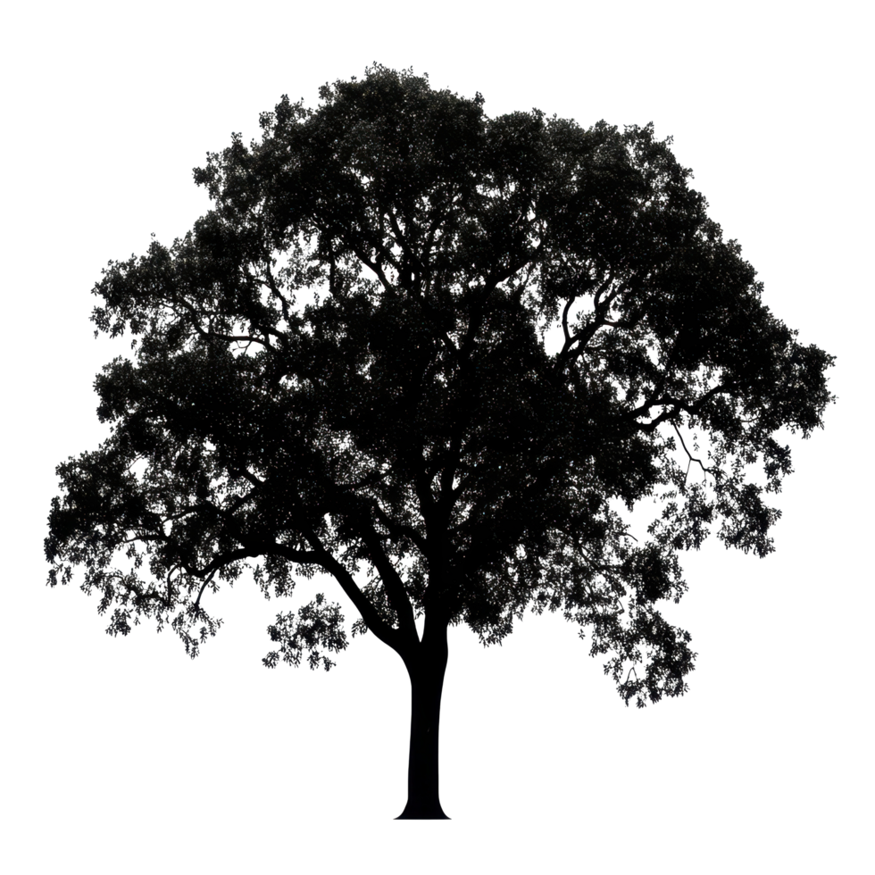 Silhouette of a solitary tree with intricate branches against a Transparent background, Image tree silhouette isolated on background png