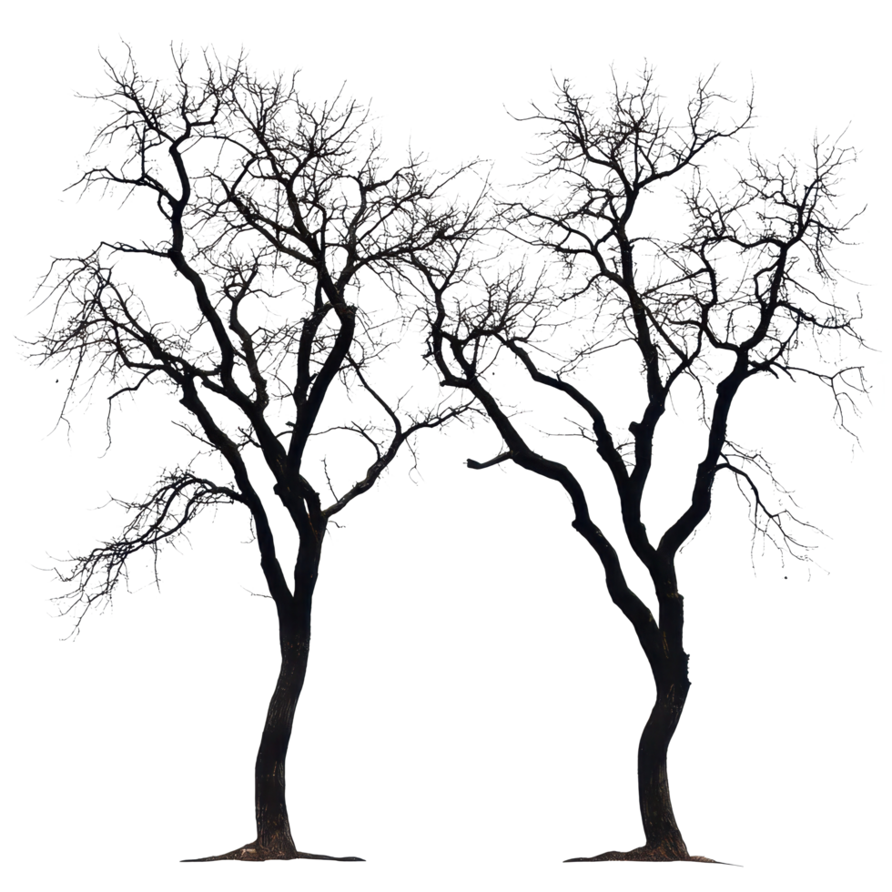 Silhouette of dry trees on a Transparent background showcasing their intricate branch structures, Silhouette many dry trees isolated on png