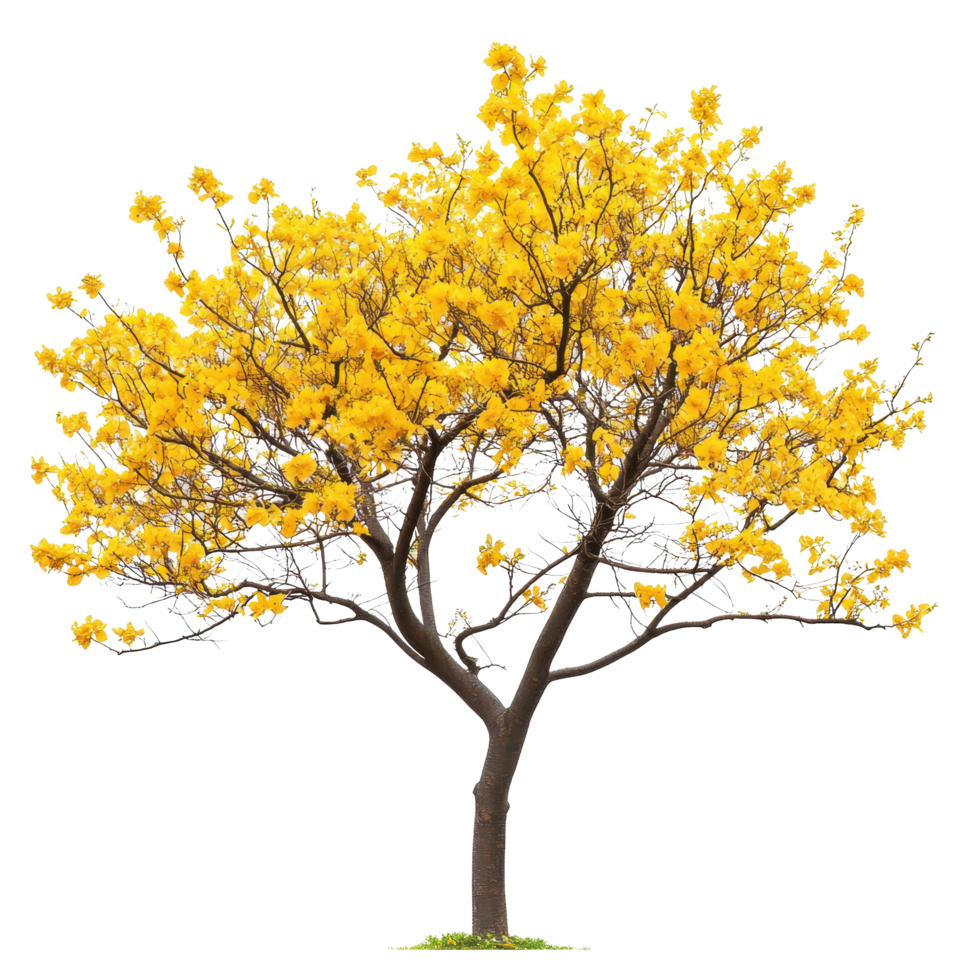 Bright yellow flowering tree stands beautifully against a Transparent background showcasing vivid blooms and a sturdy trunk, Isolated image yellow flowers on background png