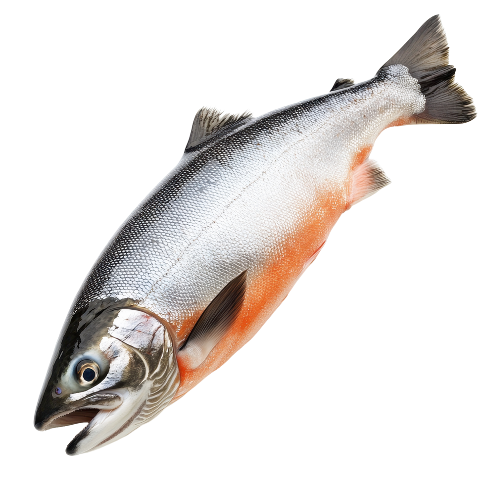 Fresh salmon fish isolated against a Transparent background for clean culinary presentation, Salmon Fish Isolated on png