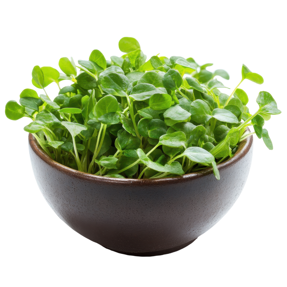 Fresh watercress in a dark bowl against a Transparent background showcasing vibrant green leaves, Watercress in bowl isolated on background png