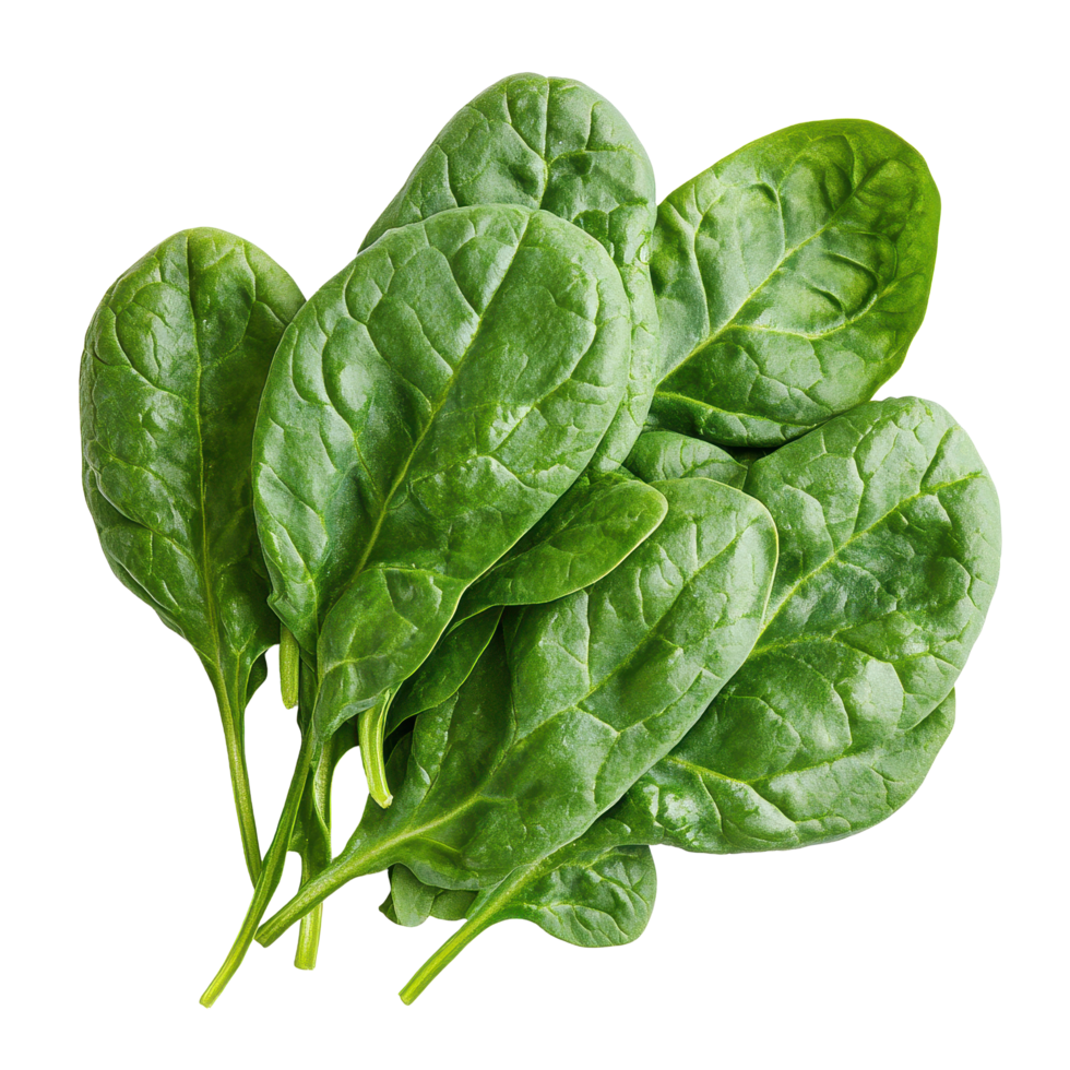 Fresh spinach leaves isolated on Transparent background showcasing vibrant green color and healthy textures, Spinach isolated on background png
