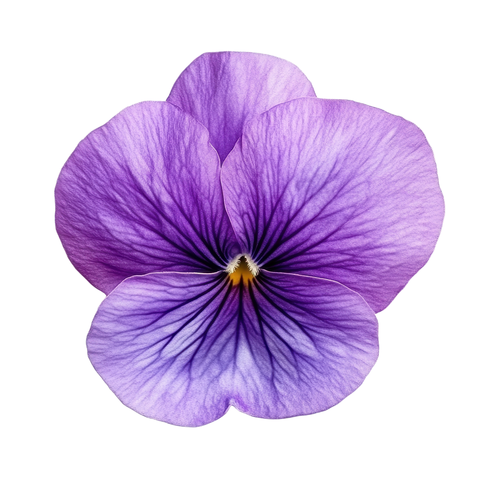 Elegant violet flower showcasing intricate petal details against a bright Transparent background, Violet flower isolated on background png
