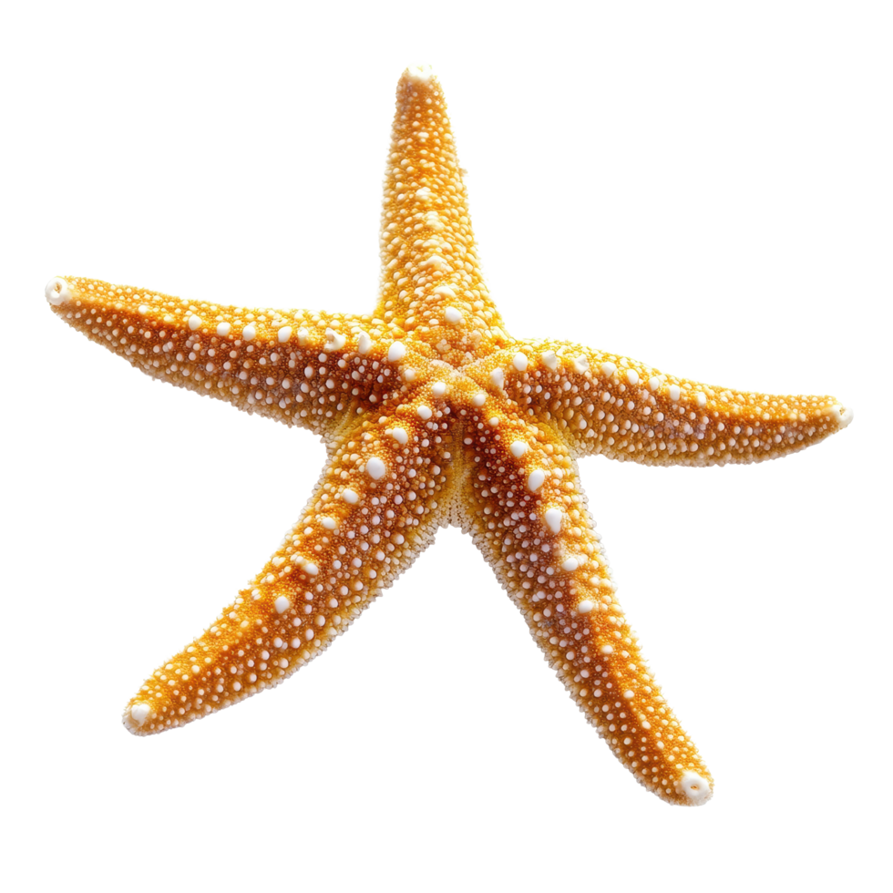 Bright orange starfish isolated on a Transparent background showcasing intricate textures and details, of starfish isolated background png