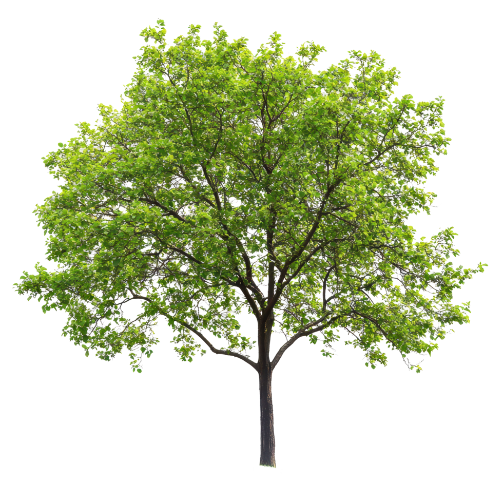 Vibrant green tree with abundant foliage set against a bright Transparent background, tree with green leaves on a png