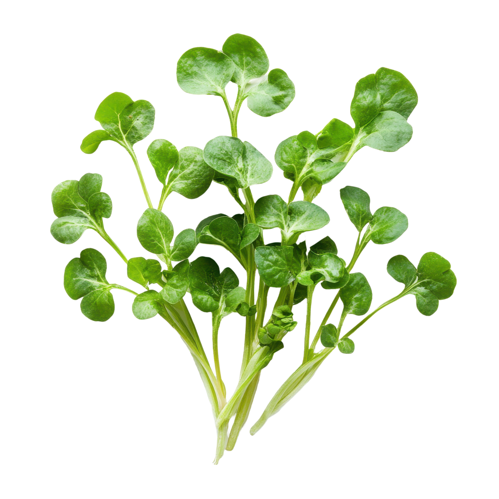 Fresh watercress with vibrant green leaves beautifully displayed on a Transparent background, watercress isolated on background png