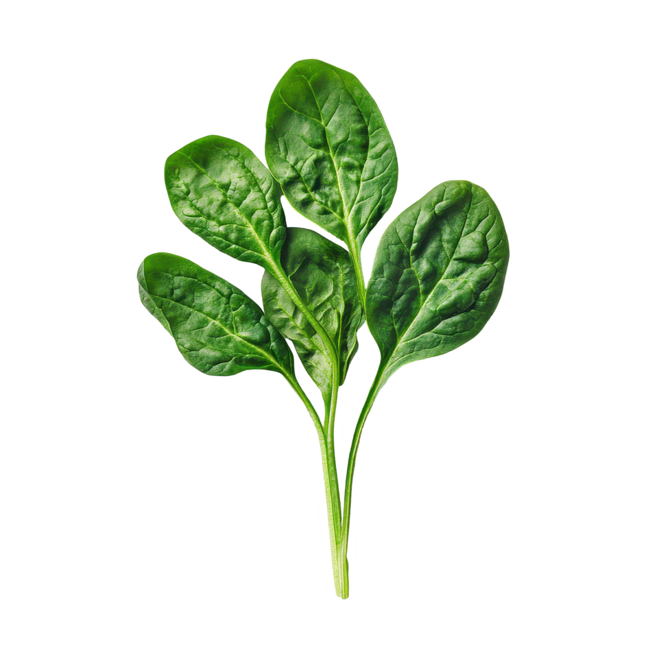 Fresh spinach leaves on a Transparent background showcasing vibrant green color and natural shape, Spinach on background png