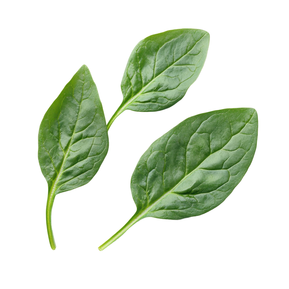 Fresh spinach leaves with vibrant green color isolated on a clean Transparent background, Spinach leaves isolated on background png