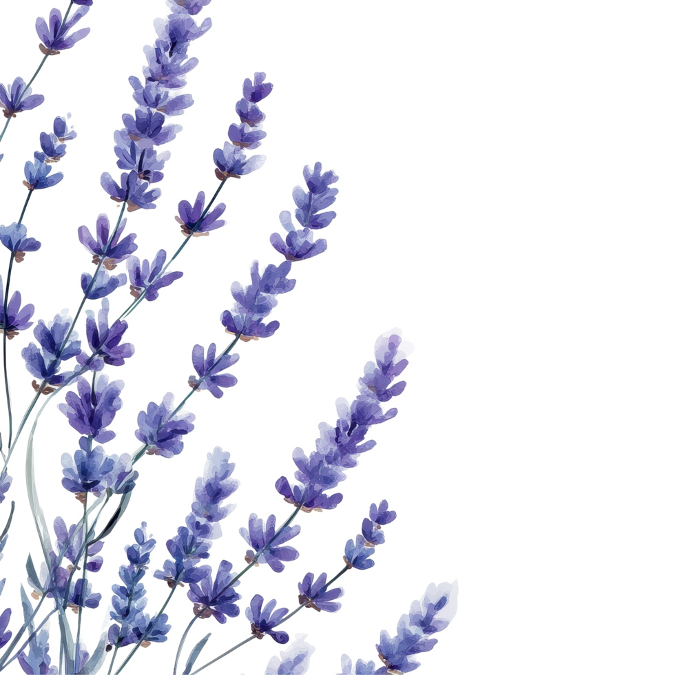 Elegant lavender flowers arranged against a soft watercolor background for a soothing artistic display, Watrcolor lavender background. Transparent background, background png