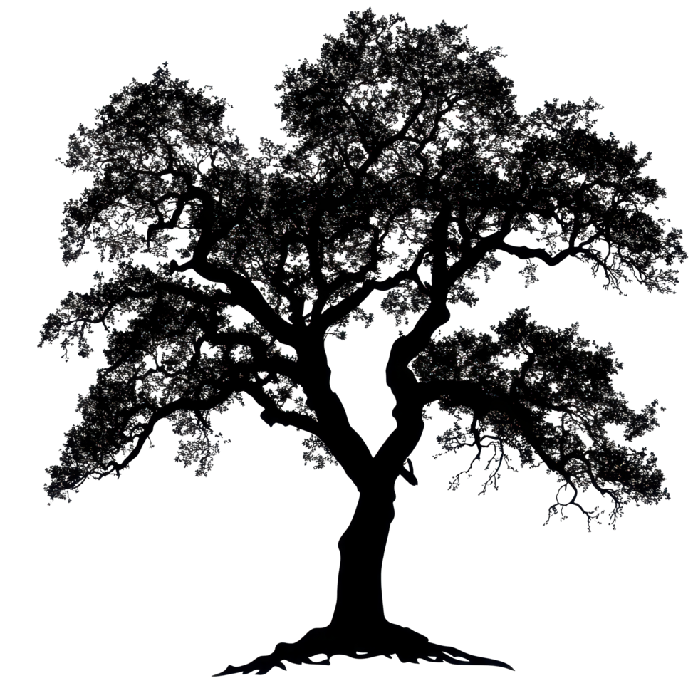 Silhouette of a large tree with intricate branches and leaves on a Transparent background, Photo branches with leaves a large tree isolated on a background png