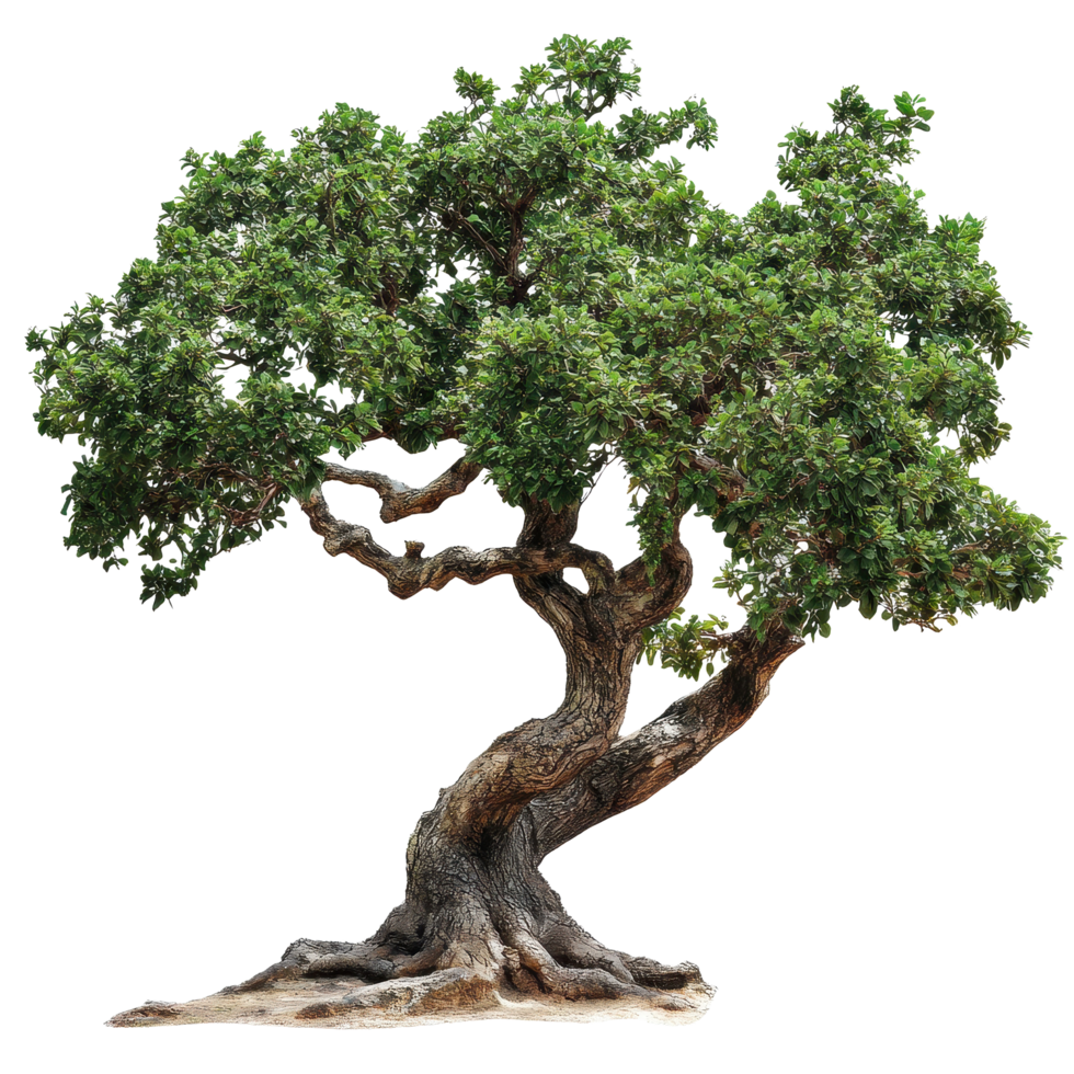 Rustic tree with green leaves isolated on a Transparent background showcasing natural beauty and intricate details, Rustic tree isolated on background png