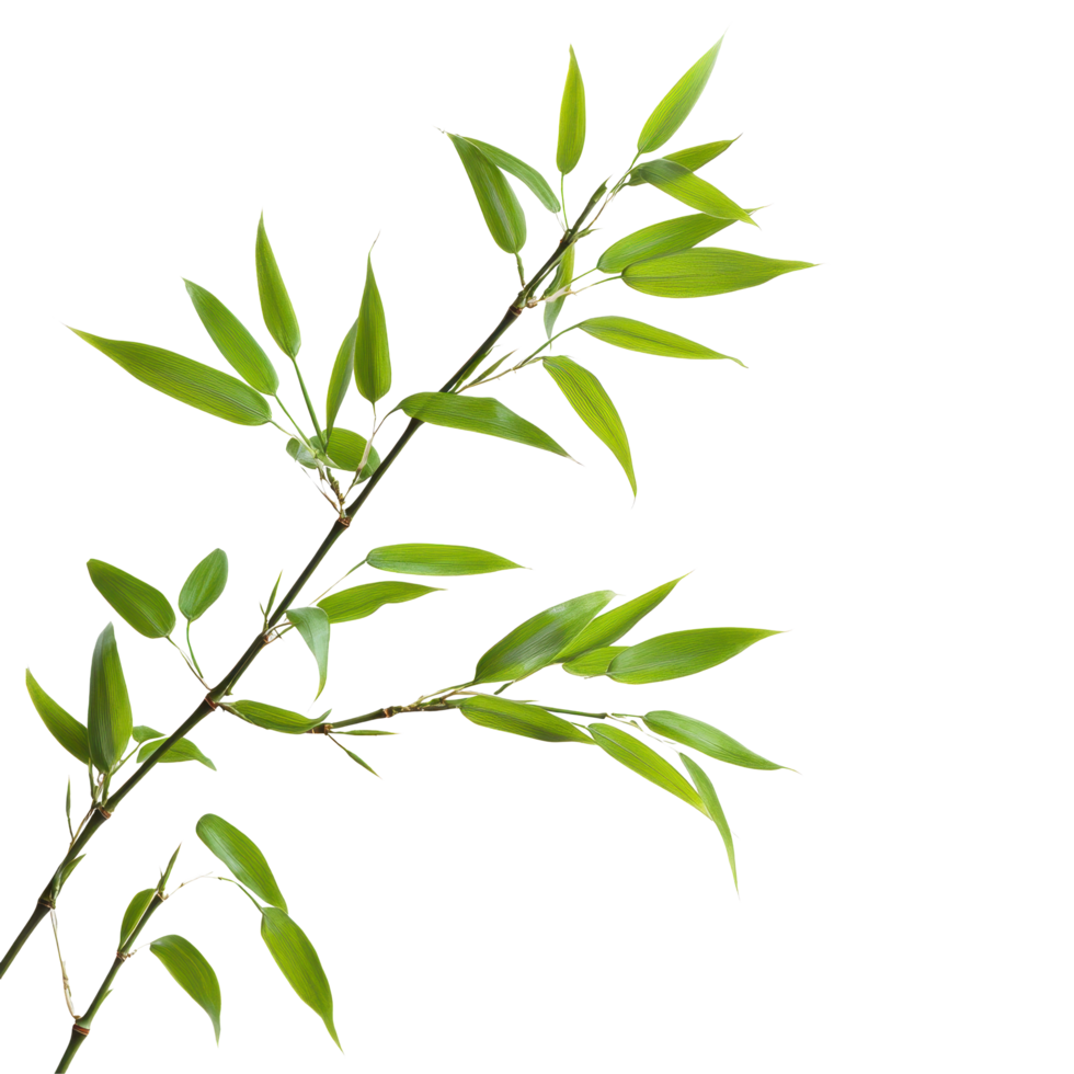 Closeup of a bamboo branch with vibrant green leaves on a Transparent background showcasing natural beauty and simplicity, This background file is a close-up a bamboo branch, background png